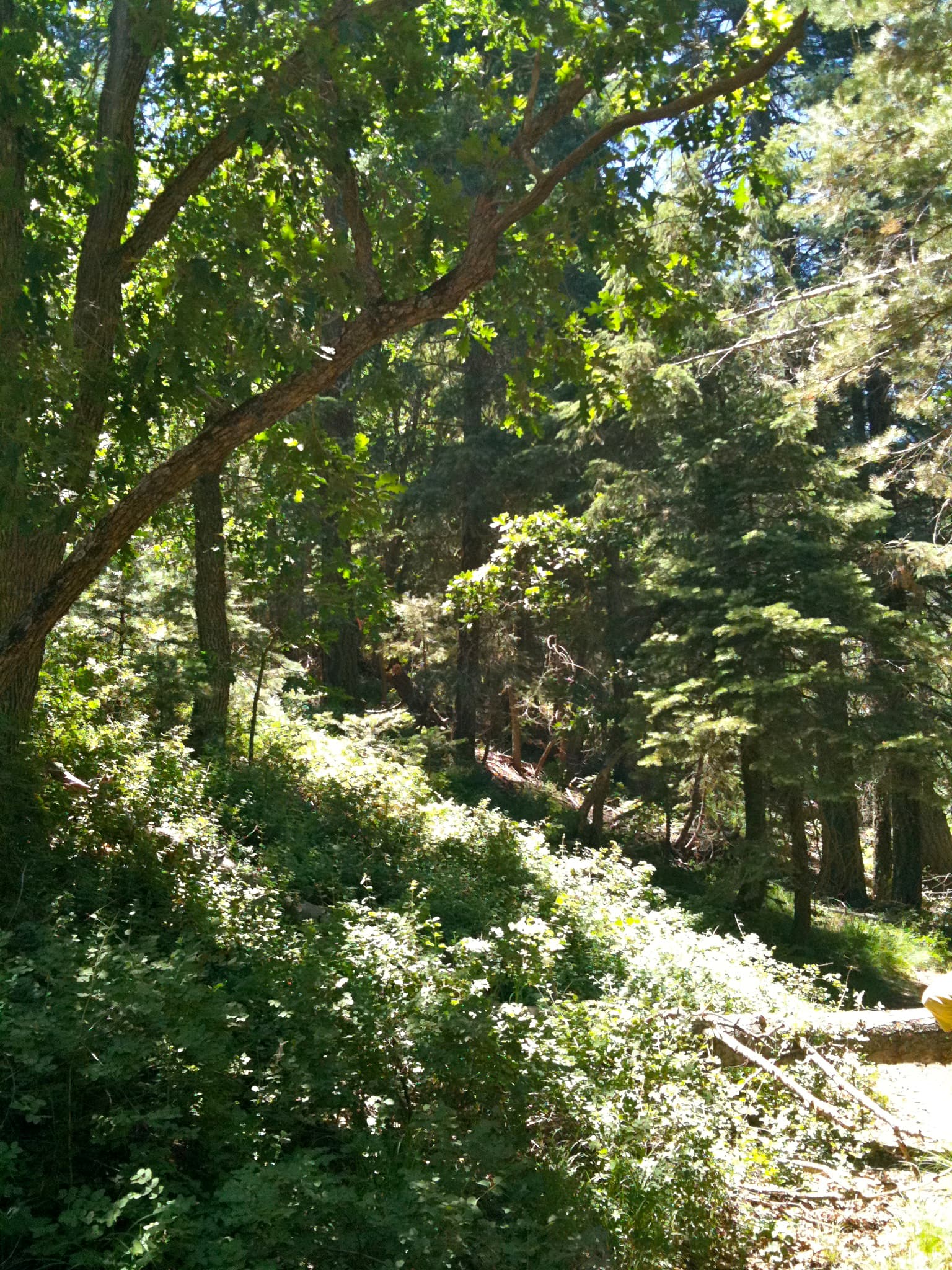 Senator Highway (Forest Road 52) — off-road trail near Prescott, Arizona, Arizona