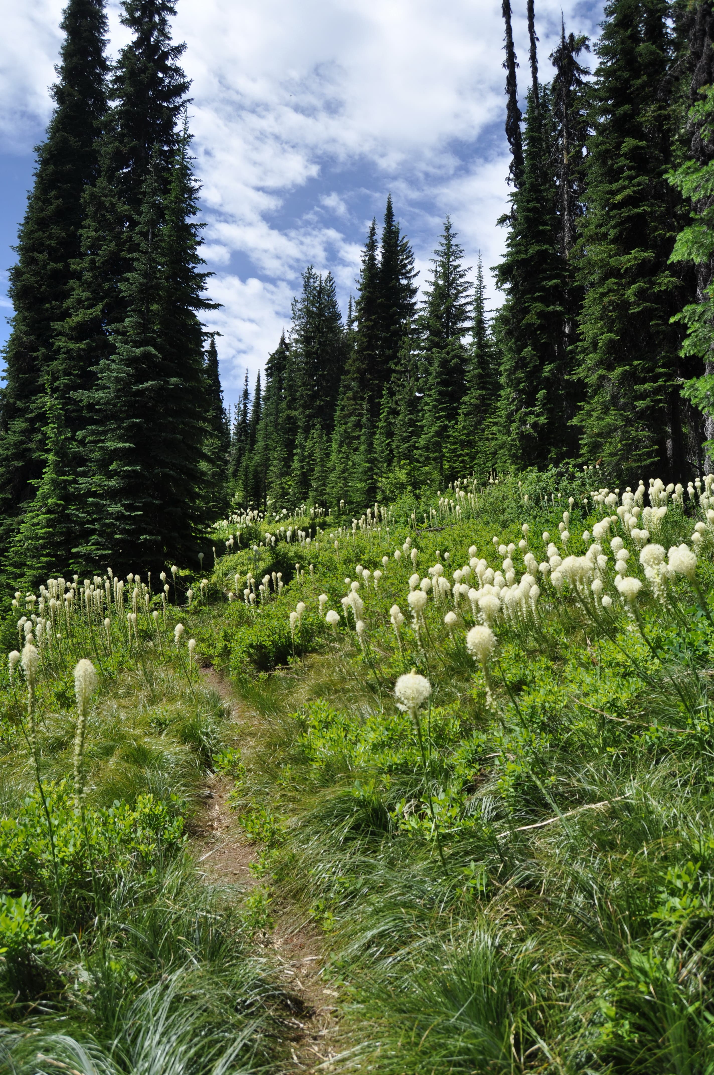 Lolo Motorway — overland route near Pierce, Idaho, Idaho