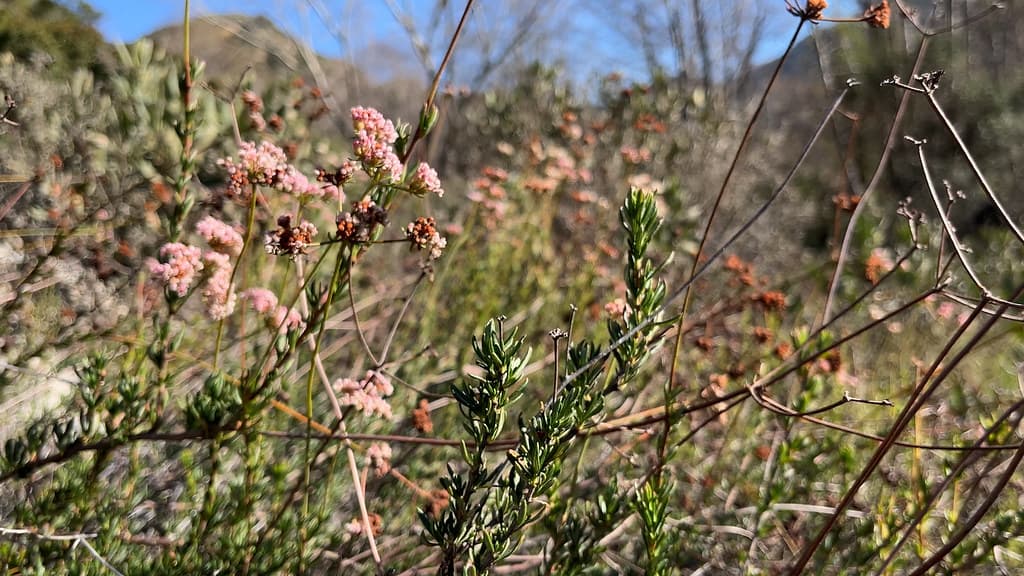 Rim of the World 2N06 / Pacific Coast Trail Network (Big Tujunga) — overland route near La Caada Flintridge, California, California