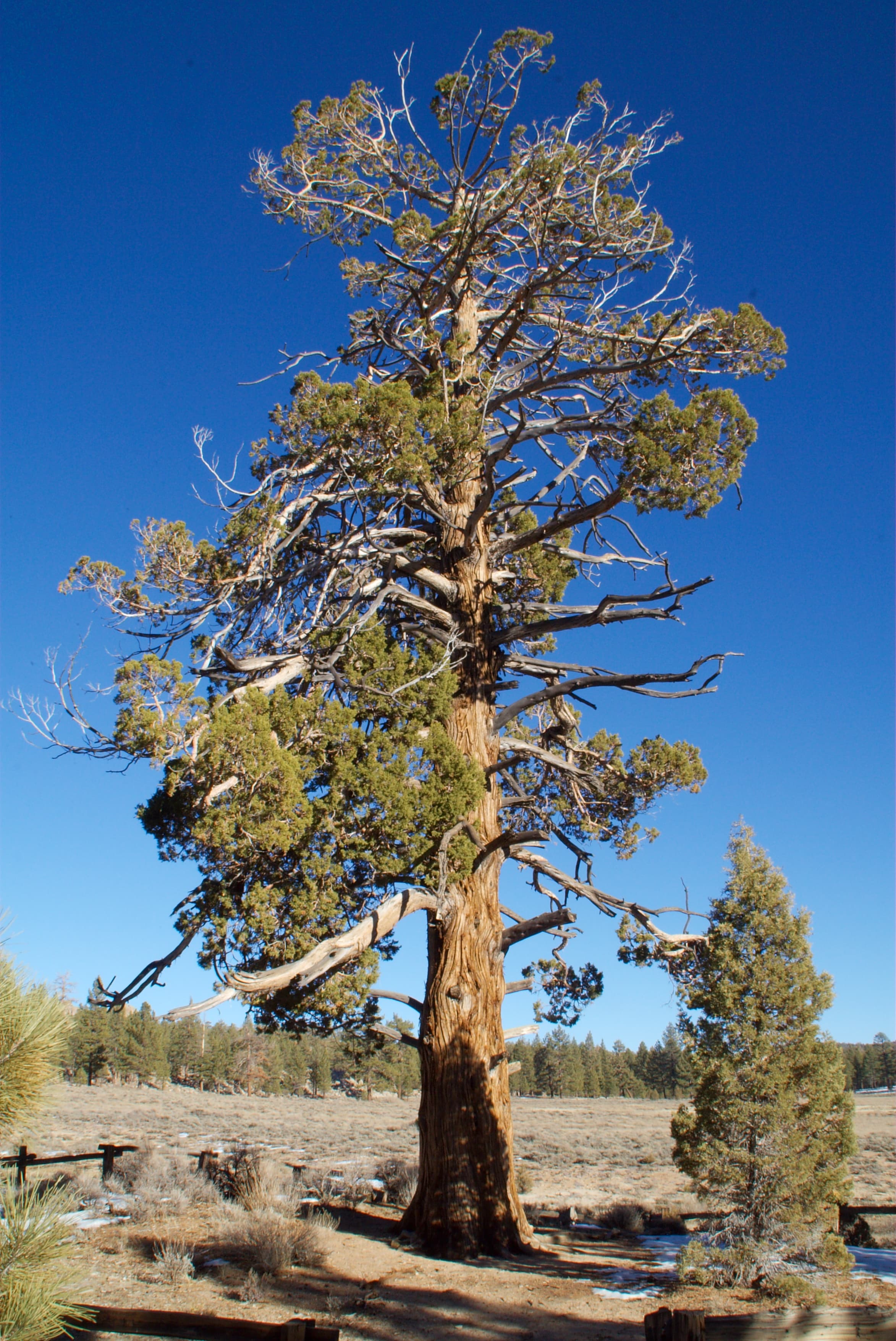 Holcomb Valley Geological Tour — overland route near Big Bear City, California, California