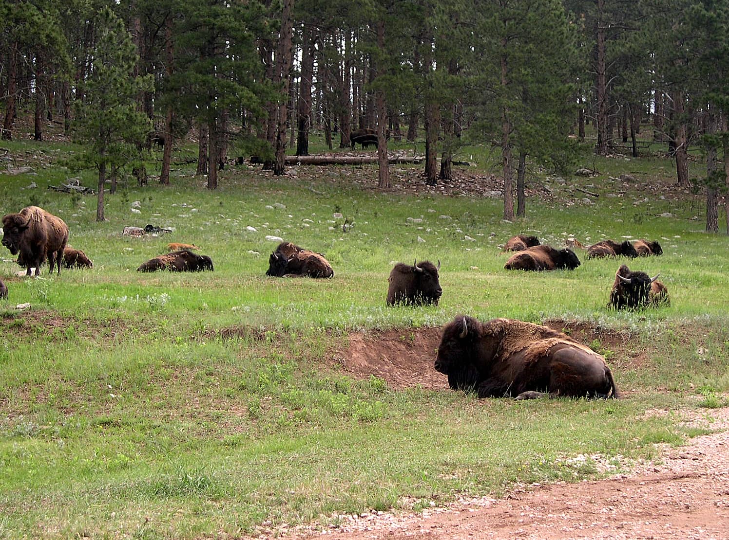 Wildlife Loop Road (Custer State Park) — overland route near Custer, South Dakota, South Dakota