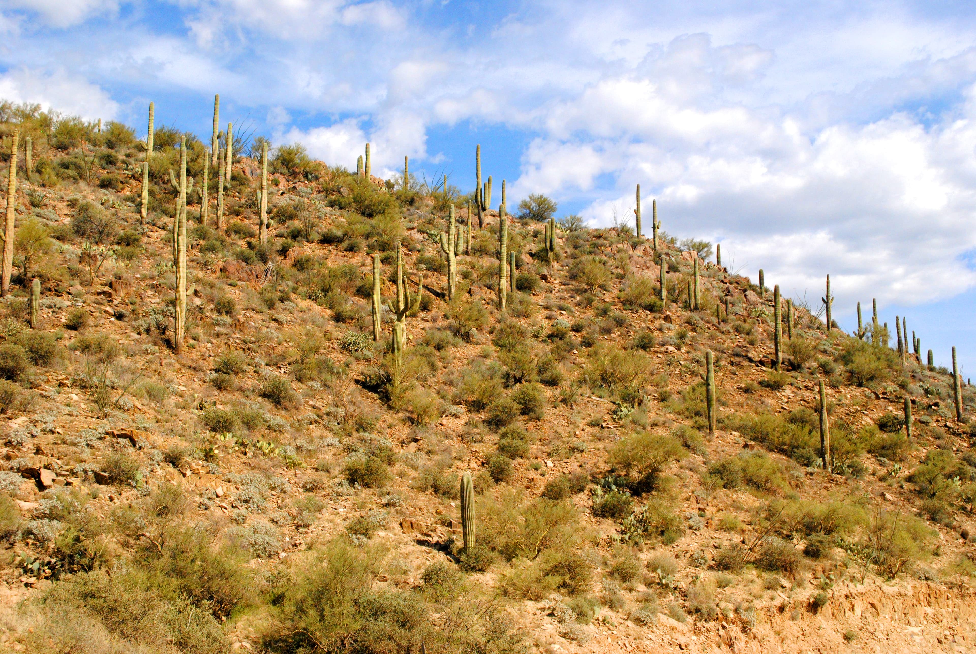 Bradshaw Mountains OHV Network (Prescott National Forest) — ohv area near Crown King, Arizona