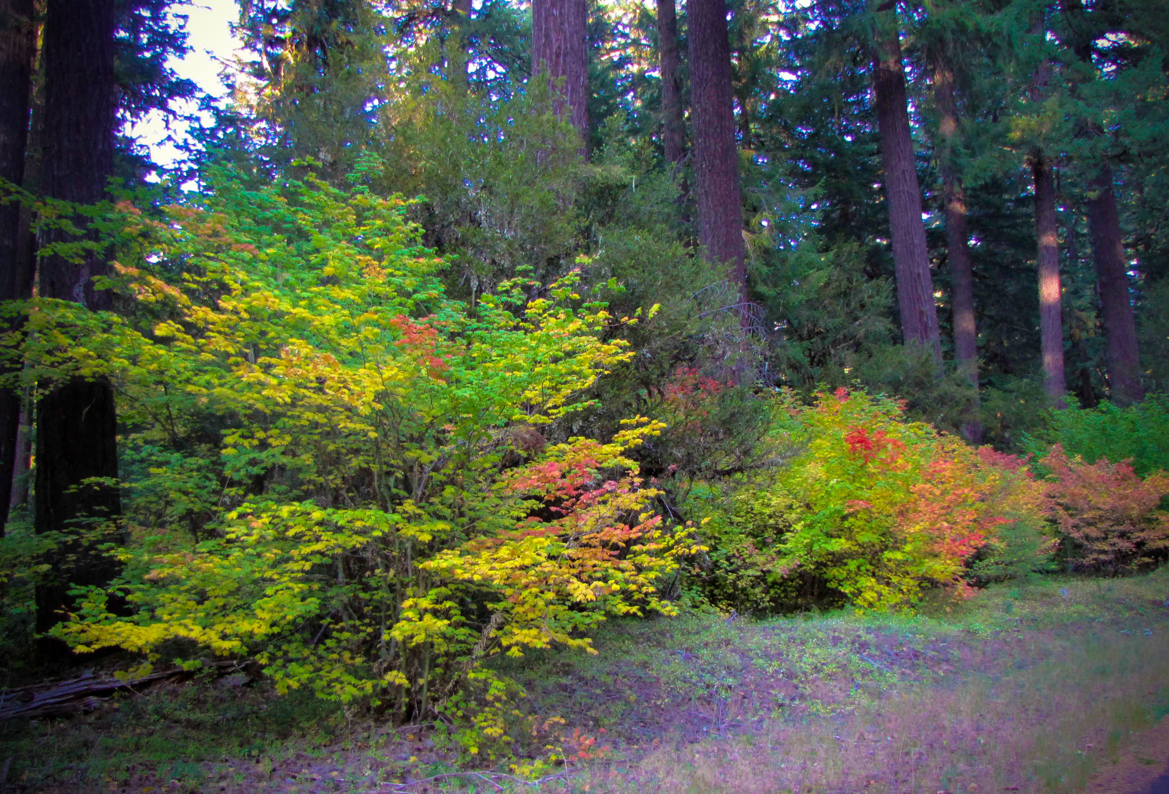 Aufderheide Scenic Byway (FR 19) — overland route near Oakridge, Oregon, Oregon