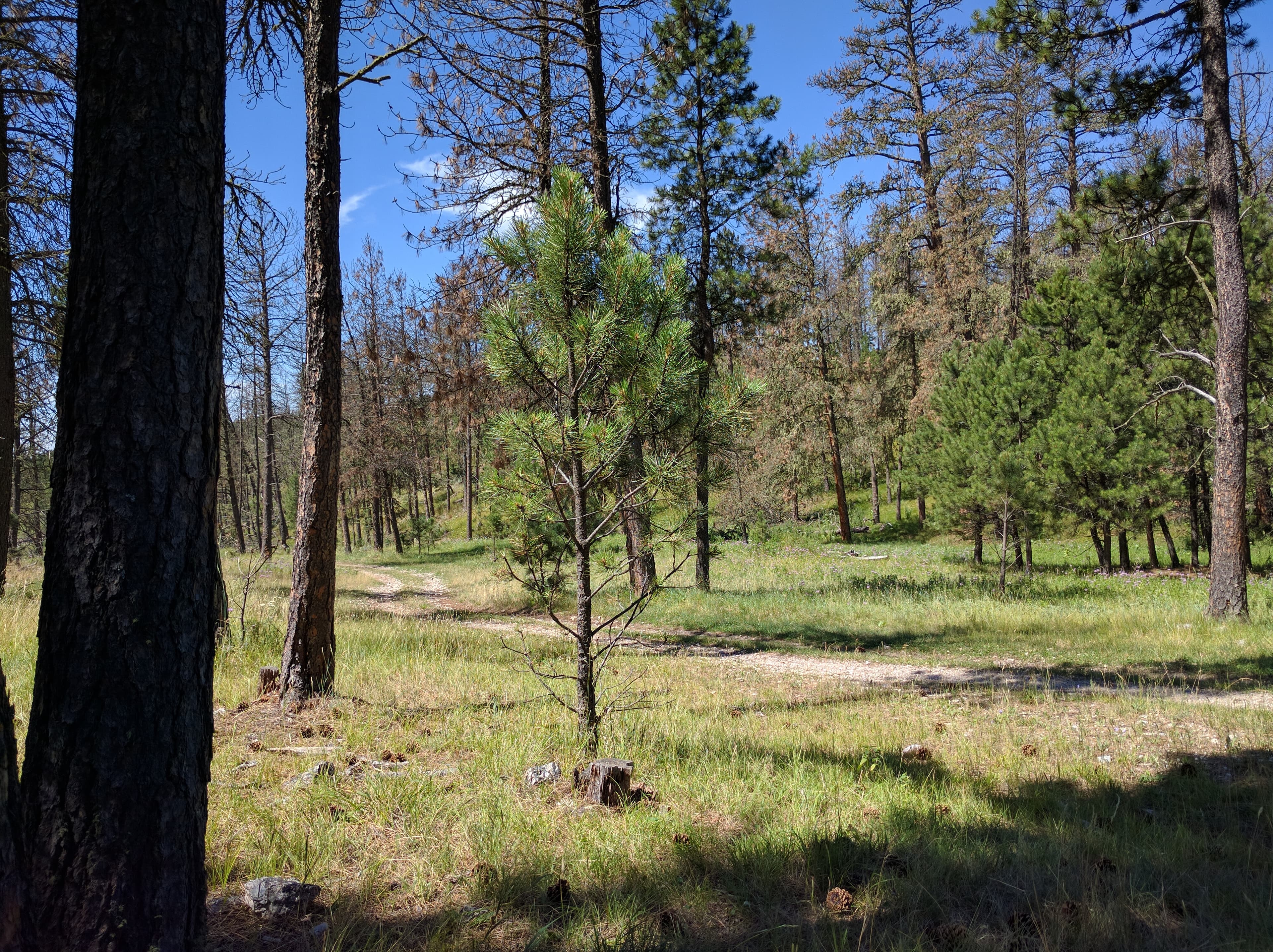 Black Hills National Forest Motorized Trail System — ohv area near Custer, South Dakota