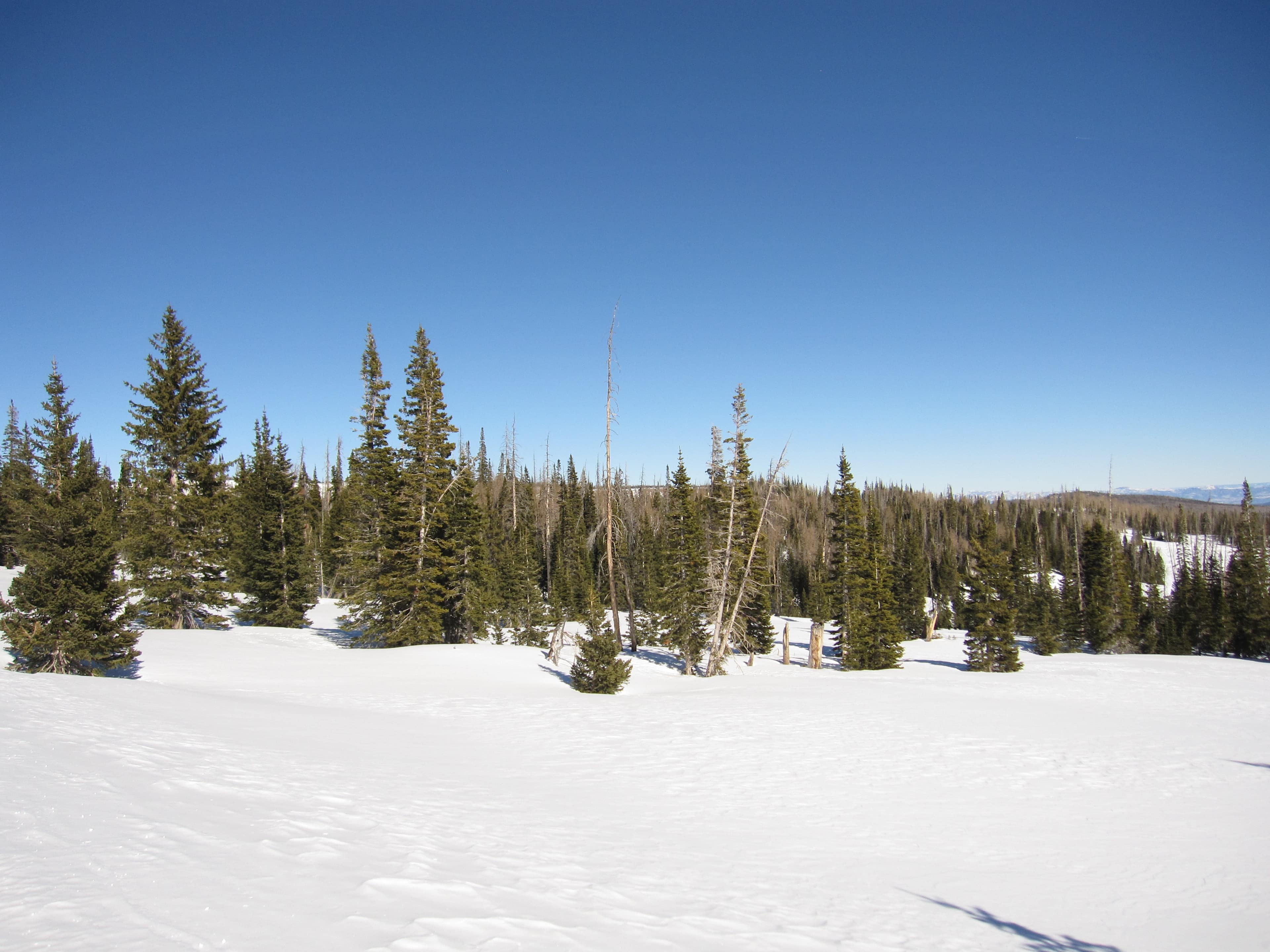 Markagunt Plateau OHV Trail — ohv area near Cedar City, Utah