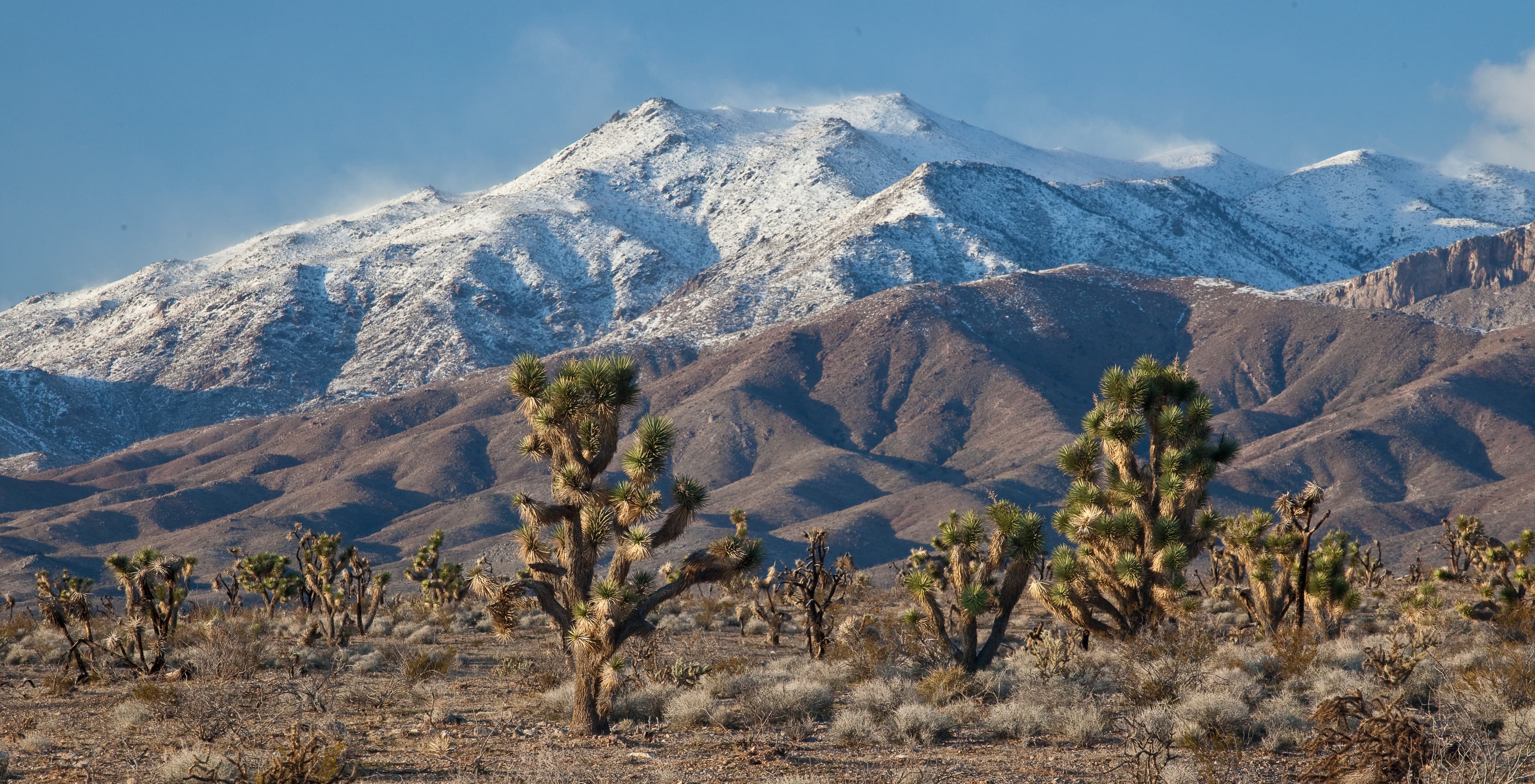 Mojave Desert Joshua Tree Road Scenic Backway — overland route near St. George, Utah, Utah